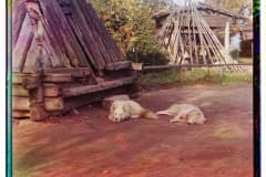 Нижний Тагил. Сторожевые собаки. Фото С. М. Прокудин-Горский.