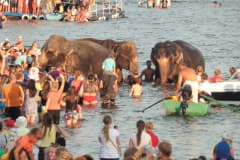 Тагильский пруд. 24 августа 2016 год. Индийские слонихи Индра, Бейби и Тичер из «Цирка больших зверей» братьев Гертнер купаются в пруду.